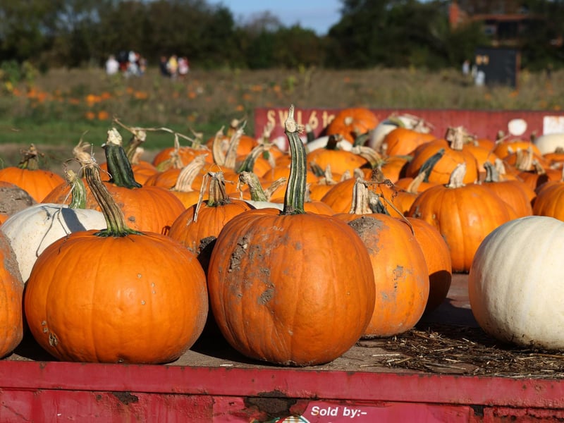 There are so many fantastic places to go pumpkin picking including Steve Harris Farms in Titchfield, Rogate Pumpkin Patch and Stoke Farm Shop in Hayling Island - to name a few! Afterwards you can enjoy making your own Halloween creations.



Picture: Sam Stephenson.