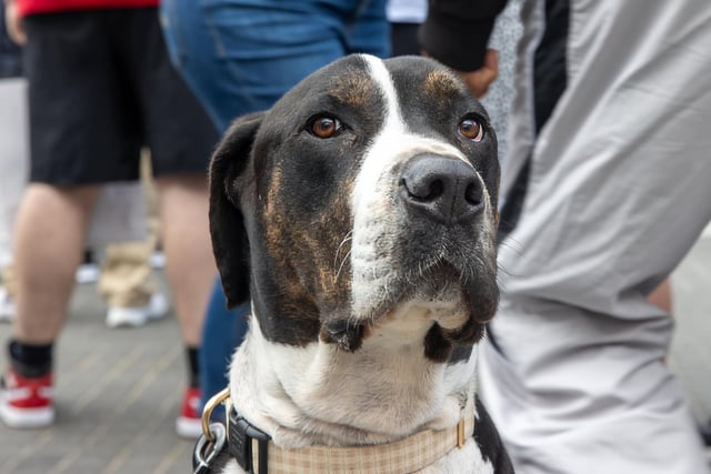 Bear the dog, from Lovedean, at the British Street Food Awards in Gunwharf Quays. Photos by Alex Shute