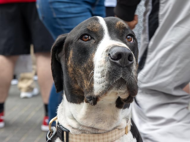 Bear the dog, from Lovedean, at the British Street Food Awards in Gunwharf Quays.  Photos by Alex Shute