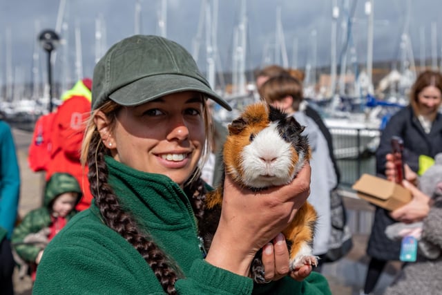 Exhibitor Holly Farr (30) with one of the Guinea pigs on show at the Easter event in Port Solent.Picture: Mike Cooter