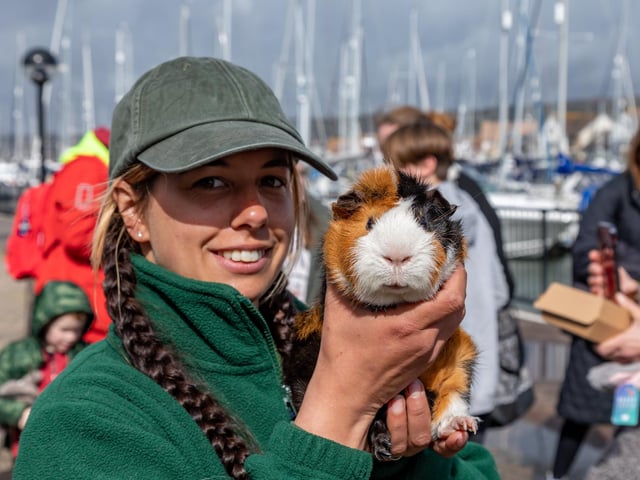 Exhibitor Holly Farr (30) with one of the Guinea pigs on show at the Easter event in Port Solent.Picture: Mike Cooter