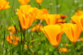 Orange California poppies bloom in spring