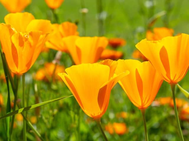 Orange California poppies bloom in spring