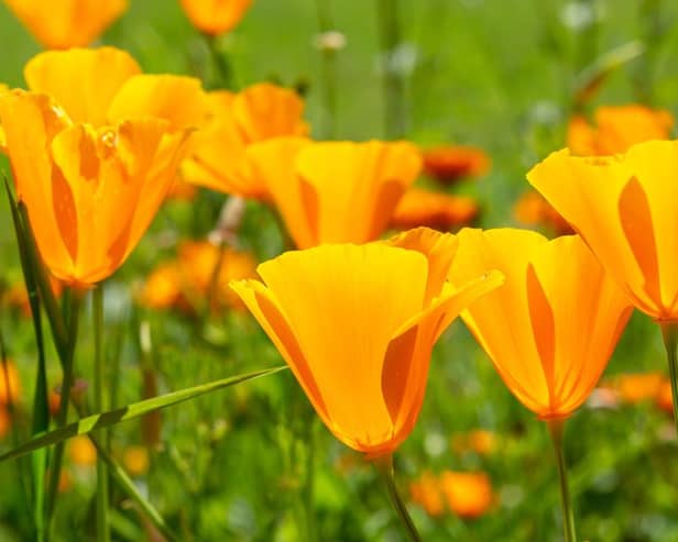 Orange California poppies bloom in spring