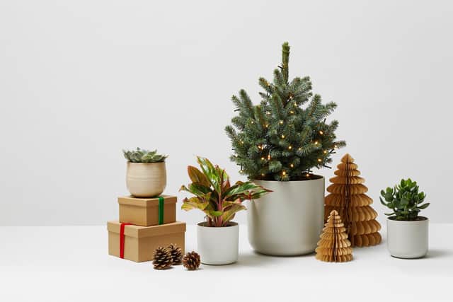 Many people visit garden centres during the festive season.