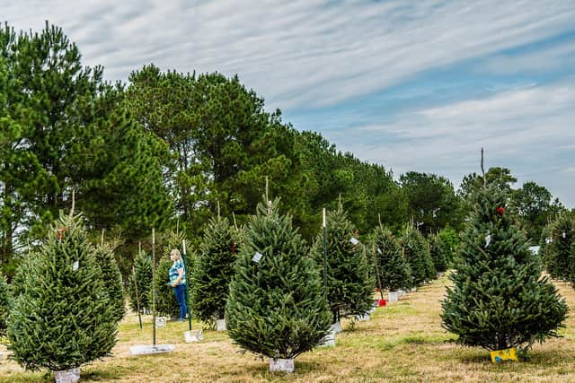 One of the hardest jobs of the year, shopping for the perfect Christmas tree Picture: Shutterstock
