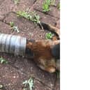 A fox in Willesden, N W London, which was lucky to be alive after his head got stuck in a carelessly discarded plastic bottle