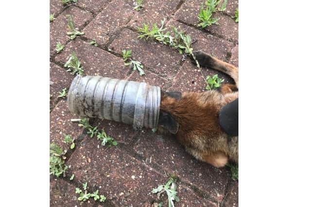 A fox in Willesden, N W London, which was lucky to be alive after his head got stuck in a carelessly discarded plastic bottle