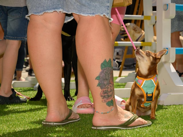 Crowds gathered in the sun to show off and challenge their dogs in fun activities.Picture: Keith Woodland (250521-91)