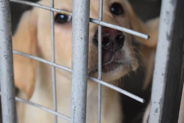 A puppy farm in Moray, Scotland, uncovered by a raid in December 2021. Picture by Scottish SPCA