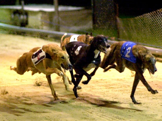 Golden Muzzle - Winner Jicky (No. 2) and second-placed dog Upton Johno ( No. 4) pictured on the first lap of the final at Portsmouth Greyhound Stadium at Target Road, Tipner back in 2000. Picture: Mike Scaddan. 005949_0041