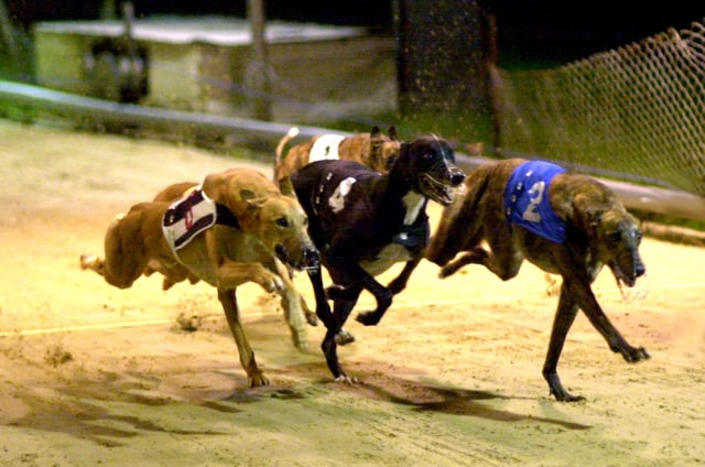 Golden Muzzle - Winner Jicky (No. 2) and second-placed dog Upton Johno ( No. 4) pictured on the first lap of the final at Portsmouth Greyhound Stadium at Target Road, Tipner back in 2000. Picture: Mike Scaddan. 005949_0041