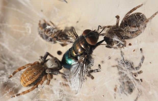 African social velvet spider (Stegodyphus mimosarum) and Indian cooperative spider (Stegodyphus sarasinorum) attacking their prey.