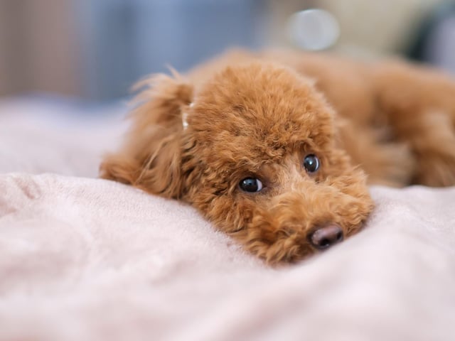 No matter which size of Poodle you go for - Standard, Miniature or Toy - these immaculate dogs tend to stay in good health, with a lifespans of up to 18 years. They are a brilliant family pet.