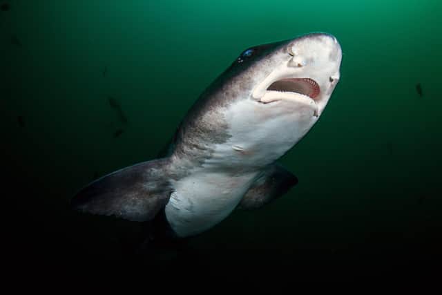 A tope shark has taken a bite out of an unsuspecting angle near Littlehampton.