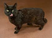 A picture of Nelson, the nine year old cat that is up for adoption. You can find him on the RSCPA find a pet profile. Picture: RSPCA Stubbington Ark.
