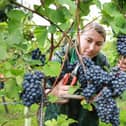 Ana Maria Malancu picking grapes at the Nyetimber estate in West Sussex. Photo: Matt Alexander/PA Wire