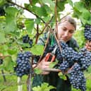 Ana Maria Malancu picking grapes at the Nyetimber estate in West Sussex. Photo: Matt Alexander/PA Wire