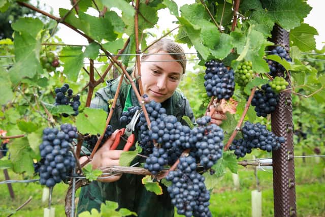 Ana Maria Malancu picking grapes at the Nyetimber estate in West Sussex. Photo: Matt Alexander/PA Wire