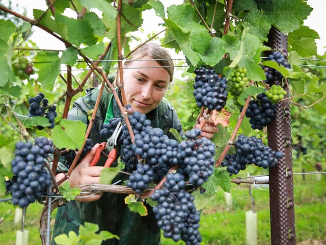 Ana Maria Malancu picking grapes at the Nyetimber estate in West Sussex. Photo: Matt Alexander/PA Wire