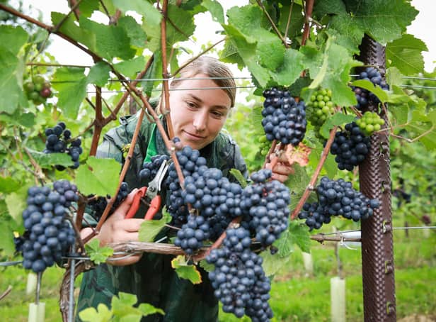 Ana Maria Malancu picking grapes at the Nyetimber estate in West Sussex. Photo: Matt Alexander/PA Wire