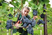 Ana Maria Malancu picking grapes at the Nyetimber estate in West Sussex. Photo: Matt Alexander/PA Wire