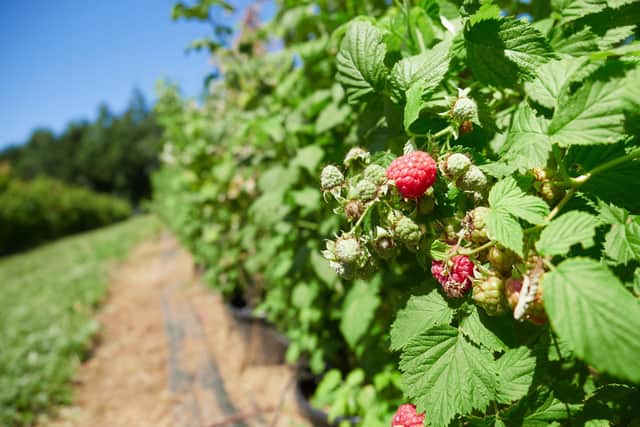 A row of raspberrry canes.