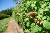 A row of raspberrry canes.