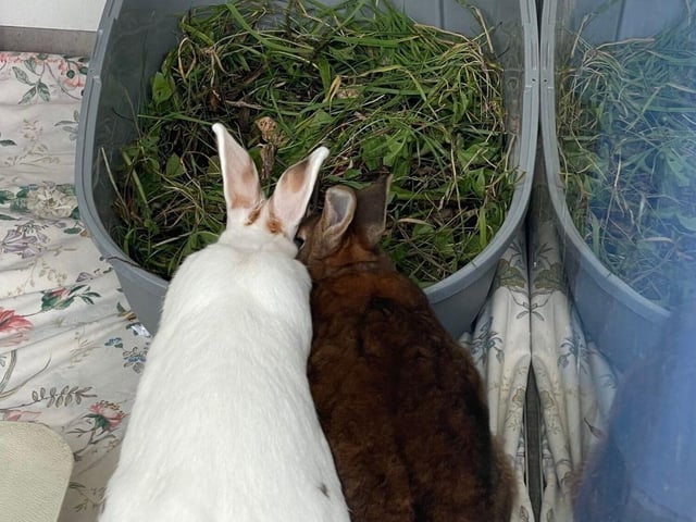 Finlay and Eliza are looking for new homes. The pair fell in love after being taken in at The Stubbington Ark.