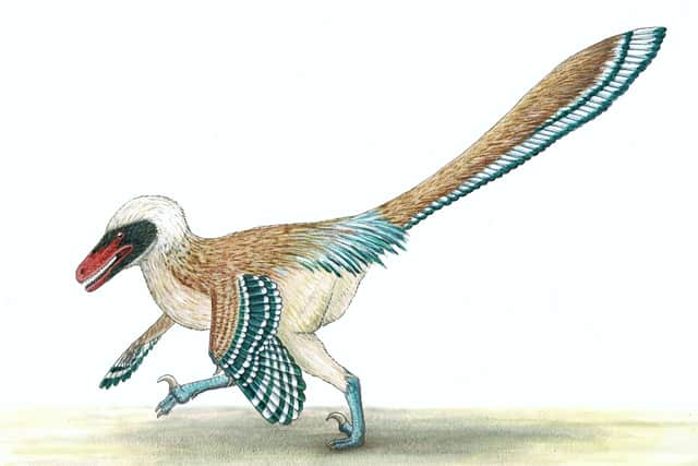 An artist's recreation issued by University of Bath of Vectiraptor greeni, a new bird-like dinosaur that used brute strength to overcome its prey has been found by palaeontologists re-examining fossils found nearly two decades ago on the Isle of Wight.