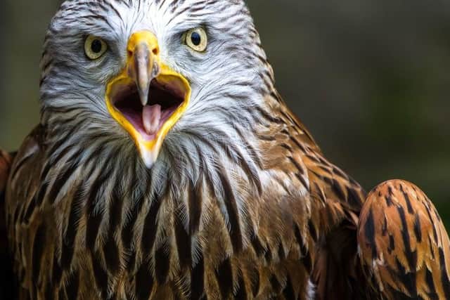 Hundreds of birds of prey have been targeted since 2007