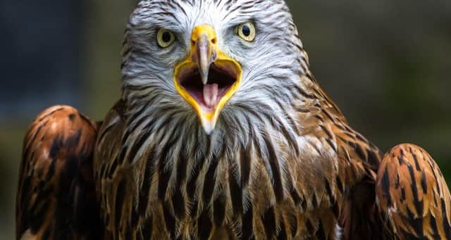 Hundreds of birds of prey have been targeted since 2007