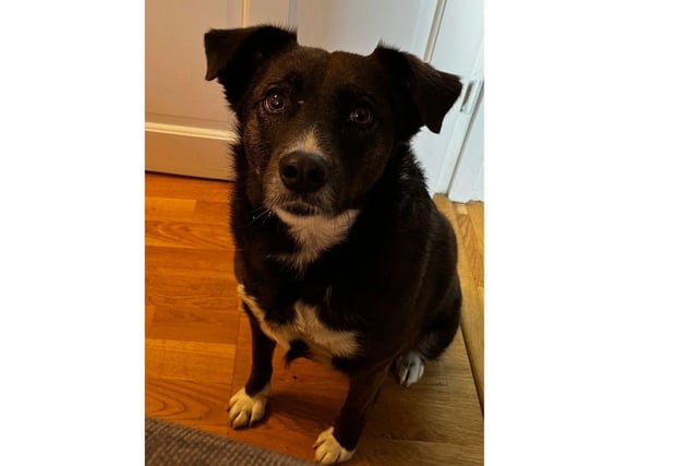 Asha came into Phoenix's care in early 2019 as a timid and nervous pup. She spent many months in foster building her confidence and completing her basic training class.