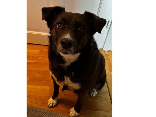 Asha came into Phoenix's care in early 2019 as a timid and nervous pup. She spent many months in foster building her confidence and completing her basic training class.