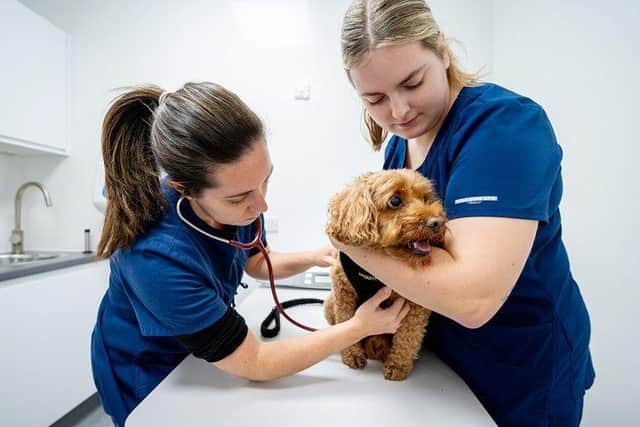 The team will use a life stage assessment to review the pet’s health, based on their age.