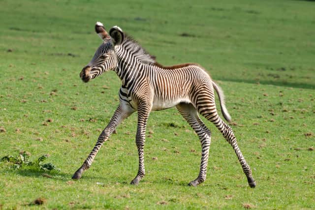 Marwell Zoo visitors treated to the birth of an endangered Grevy’s zebra foal
The latest addition to Marwell Zoo, an adorable Grevy's zebra foal which was born in the middle of the afternoon in front of stunned visitors!