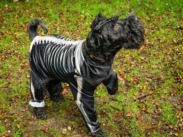 Pictured is: A SchnauzerPicture: Keith Woodland (291021-18)