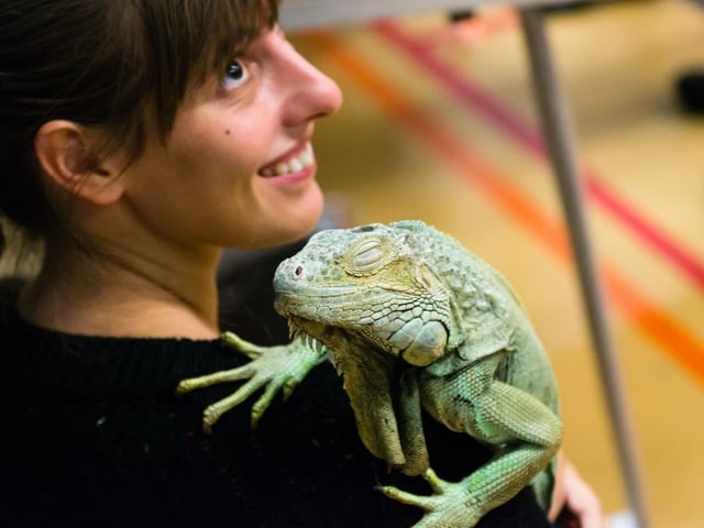 Meet the Reptiles, Amphibians & if your brave the Creepy Crawlies at The Pet Fair - 28 & 29 June