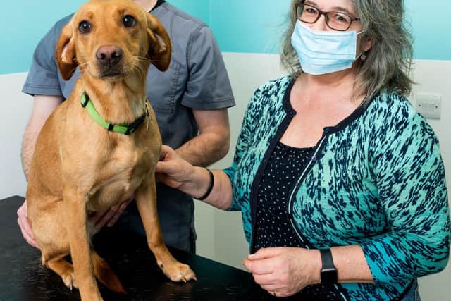 Nelly was missing for ten days. She was found starving, dehydrated, and severe injuries to her left hindleg. It had to be amputated.