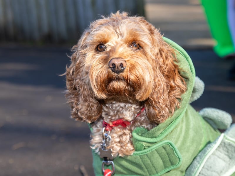Staff and pupils from Victory Primary School dressed to impress for World Book Day 2025.  Pictured - Buddy the dog from Victory Primary School dressed up for World Book Day.  Photos by Alex Shute
