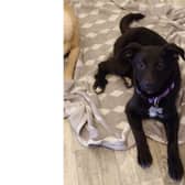 Ebony is a loving little 5.5 month old mix breed girl. She is likely to be on the small side of medium when fully grown, currently weighing 7.2kg.
She is doing well walking on a lead and is almost house trained. 
Ebony would be a great addition to any household but would prefer a home with another dog for confidence building. She is low to medium level energy, very food motivated Not cat tested but loves other dogs and can be rehomed with children over ten years.

Adoption fee is £425 and this includes vaccines, vet check, microchip, flea & worm treatment, 5 weeks insurance with Agria and post adoption consult with an experienced behaviourist.