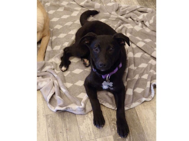 Ebony is a loving little 5.5 month old mix breed girl. She is likely to be on the small side of medium when fully grown, currently weighing 7.2kg.
She is doing well walking on a lead and is almost house trained.
Ebony would be a great addition to any household but would prefer a home with another dog for confidence building. She is low to medium level energy, very food motivated Not cat tested but loves other dogs and can be rehomed with children over ten years.
Adoption fee is £425 and this includes vaccines, vet check, microchip, flea & worm treatment, 5 weeks insurance with Agria and post adoption consult with an experienced behaviourist.