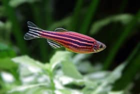 Fish swimming through a simple maze has shown exceptional potential to improve progress in developing treatments for brain and psychiatric disorders, including Alzheimers disease, Parkinsons disease, schizophrenia, substance abuse, autism, depression and anxiety.


Dr Matt Parker, at the University of Portsmouth, leads a team looking at zebrafish.