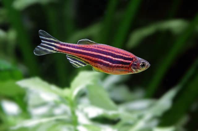 Fish swimming through a simple maze has shown exceptional potential to improve progress in developing treatments for brain and psychiatric disorders, including Alzheimers disease, Parkinsons disease, schizophrenia, substance abuse, autism, depression and anxiety.
Dr Matt Parker, at the University of Portsmouth, leads a team looking at zebrafish.
