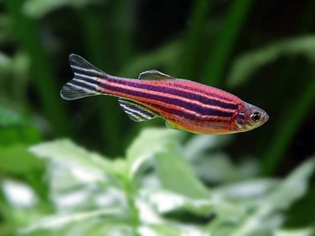 Fish swimming through a simple maze has shown exceptional potential to improve progress in developing treatments for brain and psychiatric disorders, including Alzheimers disease, Parkinsons disease, schizophrenia, substance abuse, autism, depression and anxiety.Dr Matt Parker, at the University of Portsmouth, leads a team looking at zebrafish.
