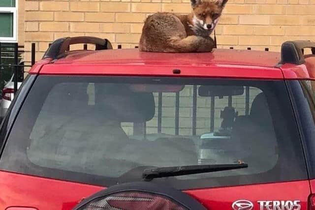Benny the fox at Gosport Marina. Pic Commodore Yachting on Facebook