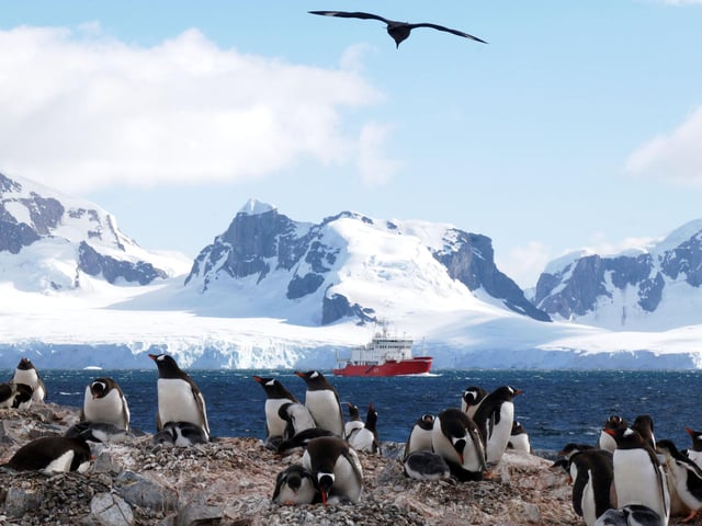 In Antarctica on 20th January 2007. Pictured here with Gentoo penguins.