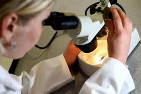 File photo dated 19/05/08 of a woman looking through a microscope.