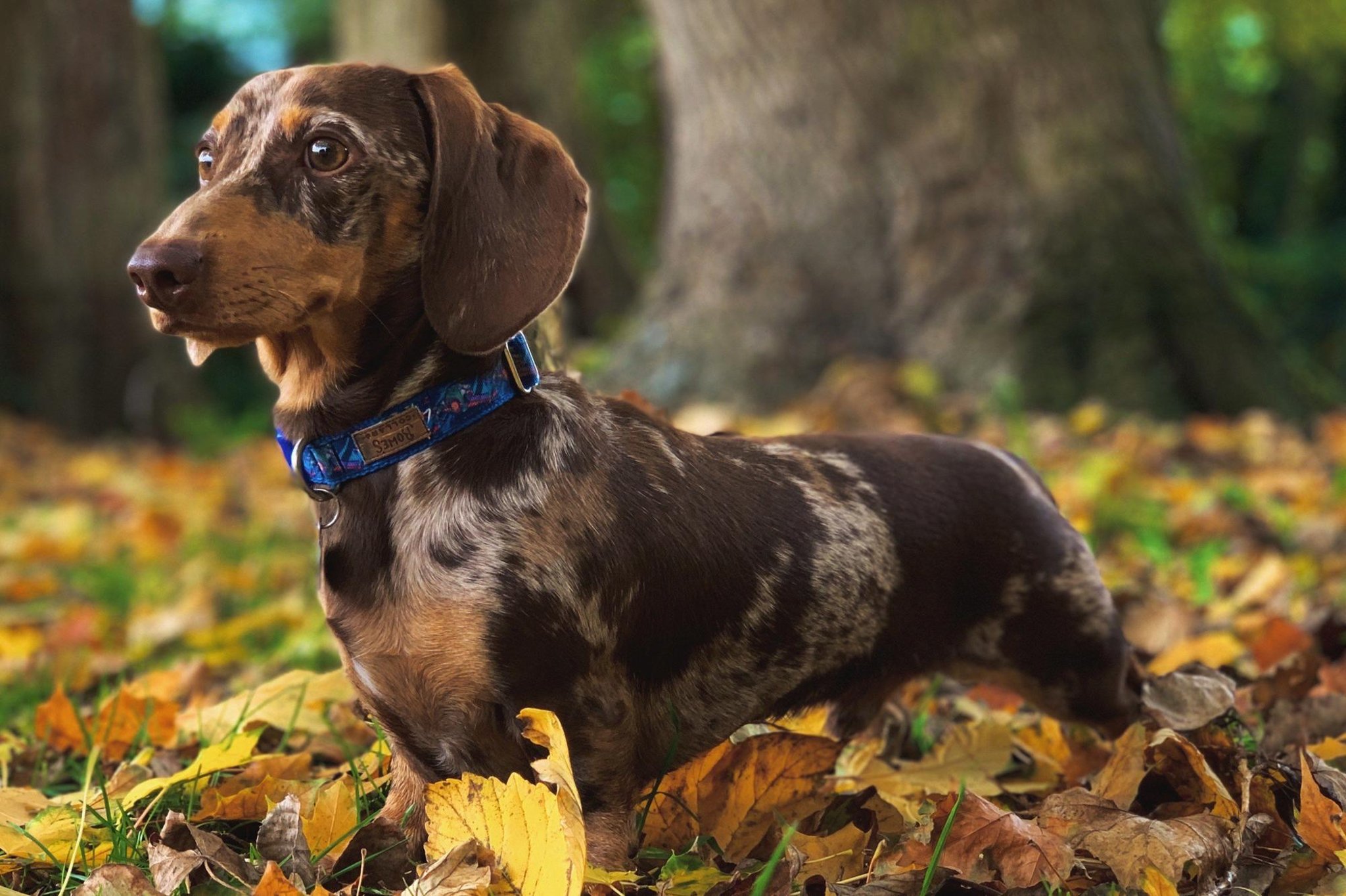 These 26 cute sausage dog pictures show winners from East ...