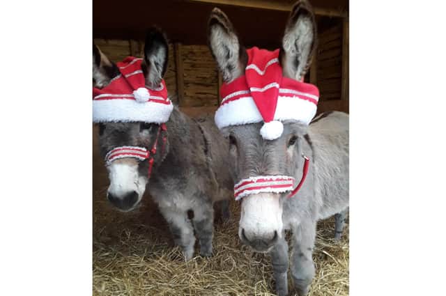 Rusty and Ollie from Hayling Island Donkey Sanctuary getting into the Christmas spirit